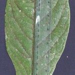 Bunchosia macrophylla Drugo