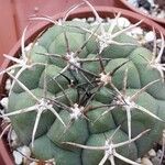 Gymnocalycium saglionis その他の提案