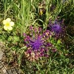 Muscari matritense Flower