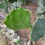 Opuntia stricta Leaf