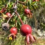 Rosa spinosissima Fruit