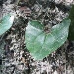 Asarum arifolium Tervik taim