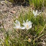 Crocus reticulatus 花