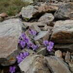 Viola diversifolia موطن