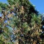 Pinus canariensis List