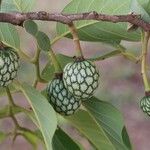 Annona senegalensis Fruit