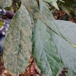 Dorstenia kameruniana Лист