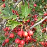 Crataegus monogyna ফল