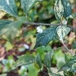 Osmanthus heterophyllus Flower