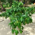 Morinda citrifoliaअन्य