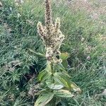 Veratrum album Hábito