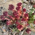 Rhodiola integrifolia Flower