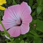 Malva trimestris Квітка