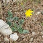 Hieracium glaucinum برگ