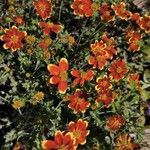 Bidens triplinerviaFlower