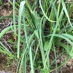 Muscari comosum Leaf