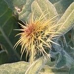 Centaurea seridis Fiore