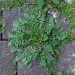 Crepis bursifolia Fulla