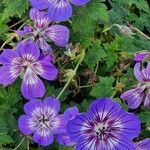 Geranium platypetalum ফুল