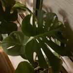 Monstera deliciosa Leaf