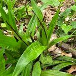 Carex plantaginea Fruit