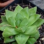 Haworthia cymbiformis Yeri