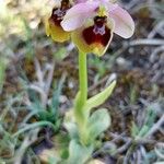 Ophrys tenthredinifera Цвят