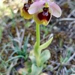 Ophrys tenthredinifera 花