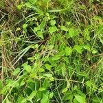 Cynanchum insipidum Blatt