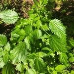 Urtica urens Ліст