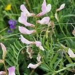 Vicia altissimaफूल