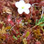 Drosera anglica पत्ता