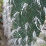 Austrocylindropuntia vestita Leaf