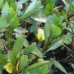 Ludwigia adscendens Blüte