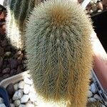 Cleistocactus variispinus Sonstige