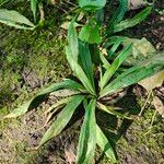 Carex plantaginea Leaf