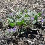 Phacelia cephalotes Συνήθη χαρακτηριστικά