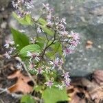 Symphyotrichum cordifolium Kvet