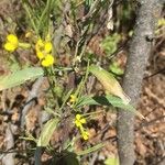 Erysimum virgatum Folha