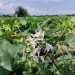 Solanum carolinenseFiore