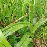 Dactylorhiza maculata 葉
