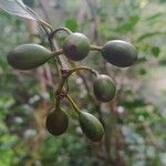 Mussaenda arcuata Fruit