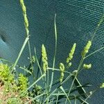 Echinochloa colonum Blad