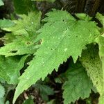 Campanula trachelium Fuelha