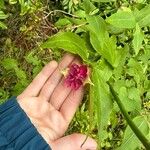 Leycesteria formosaFlor