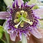 Passiflora ligularis Квітка