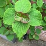 Hydrangea hydrangeoides Hoja