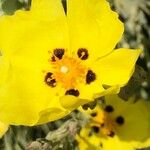 Cistus halimifolius Fleur