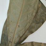 Duguetia paraensis Otro