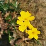 Pachypodium rosulatum Blüte